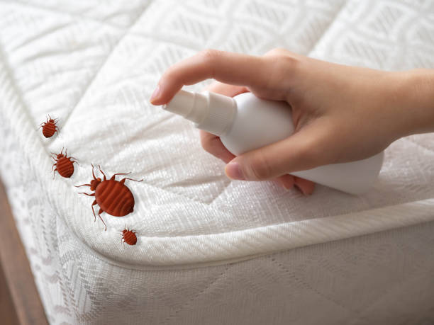Professional Pest Control in La Huerta, NM