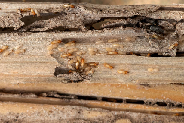 Best Best Pest Control Companies  in La Huerta, NM